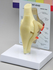 Basic Knee Pharmaceutical and Anatomical Model Gifts